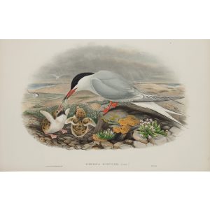 Gould - Britain 5 - 070 - Common Tern