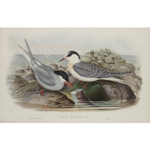Arctic Tern Plate 072 by John Gould – Birds of Great Britain Volume 5, the Natatores. Museum quality giclee print. Facsimile Giclee