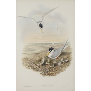 Gould - Britain 5 - 073 - Little Tern