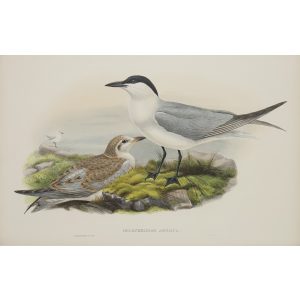 Gull-billed Tern Plate 074 by John Gould – Birds of Great Britain Volume 5, the Natatores. Museum quality giclee print. Facsimile Giclee
