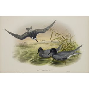 Black Tern Plate 095 by John Gould – Birds of Great Britain Volume 5, the Natatores. Museum quality giclee print. Facsimile Giclee