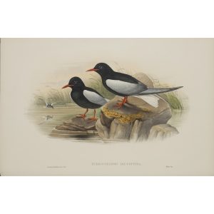 White-winged Tern Plate 076 by John Gould – Birds of Great Britain Volume 5, the Natatores. Museum quality giclee print. Facsimile Giclee