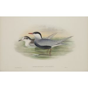 Whiskered Tern Plate 077 by John Gould – Birds of Great Britain Volume 5, the Natatores. Museum quality giclee print. Facsimile Giclee