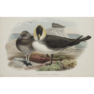 Pomatorhine Skua Plate 079 by John Gould – Birds of Great Britain Volume 5, the Natatores. Museum quality giclee print. Facsimile Giclee