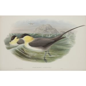 Long-tailed Skua Plate 081 by John Gould – Birds of Great Britain Volume 5, the Natatores. Museum quality giclee print. Facsimile Giclee
