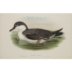 Great Shearwater Plate 083 by John Gould – Birds of Great Britain Volume 5, the Natatores. Museum quality giclee print. Facsimile Giclee
