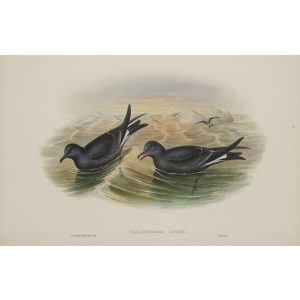 Forked-tailed Storm-Petrel Plate 085 by John Gould – Birds of Great Britain Volume 5, the Natatores. Museum quality giclee print. Facsimile Giclee