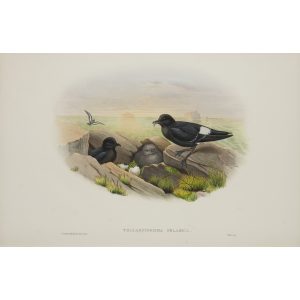 Storm-Petrel Plate 086 by John Gould – Birds of Great Britain Volume 5, the Natatores. Museum quality giclee print. Facsimile Giclee