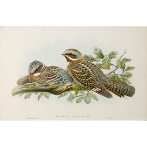 Red-necked Goatsucker Plate 002 by John Gould – Birds of Great Britain Volume 2, the Insessores. Museum quality giclee print. Facsimile Giclee
