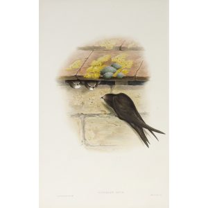 Swift Plate 003 by John Gould – Birds of Great Britain Volume 2, the Insessores. Museum quality giclee print. Facsimile Giclee