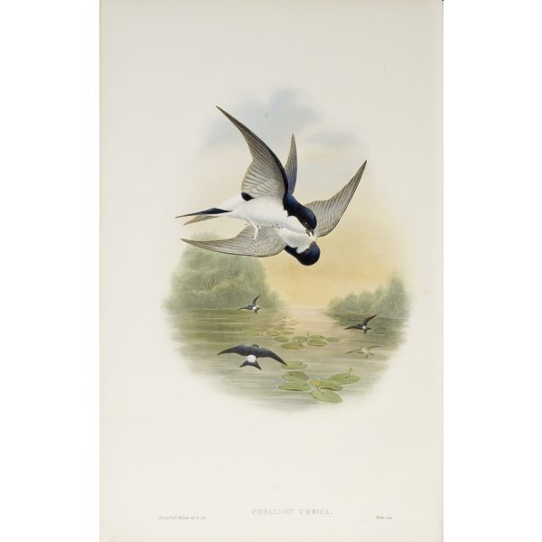 House-Martin Plate 006 by John Gould – Birds of Great Britain Volume 2, the Insessores. Museum quality giclee print. Facsimile Giclee