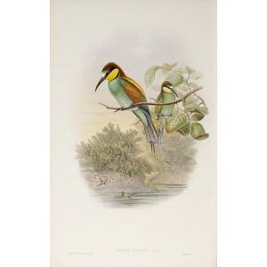 Bee-eater Plate 009 by John Gould – Birds of Great Britain Volume 2, the Insessores. Museum quality giclee print. Facsimile Giclee