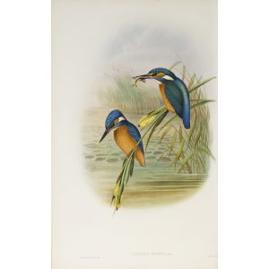 Kingfisher Plate 010 by John Gould – Birds of Great Britain Volume 2, the Insessores. Museum quality giclee print. Facsimile Giclee