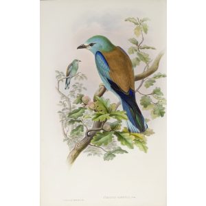 Roller Plate 011 by John Gould – Birds of Great Britain Volume 2, the Insessores. Museum quality giclee print. Facsimile Giclee