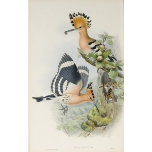 Hoopoe Plate 012 by John Gould – Birds of Great Britain Volume 2, the Insessores. Museum quality giclee print. Facsimile Giclee