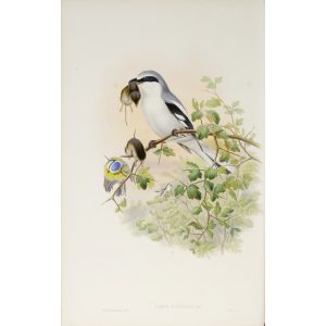 Great Grey Shrike Plate 013 by John Gould – Birds of Great Britain Volume 2, the Insessores. Museum quality giclee print. Facsimile Giclee