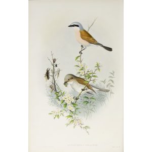 Butcher-Bird Plate 015 by John Gould – Birds of Great Britain Volume 2, the Insessores. Museum quality giclee print. Facsimile Giclee