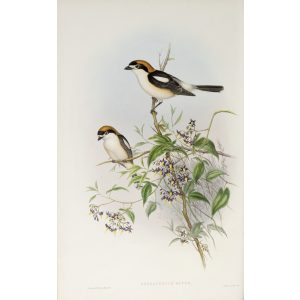 Woodchat Plate 016 by John Gould – Birds of Great Britain Volume 2, the Insessores. Museum quality giclee print. Facsimile Giclee