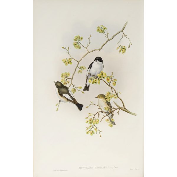 Pied Flycatcher Plate 017 by John Gould – Birds of Great Britain Volume 2, the Insessores. Museum quality giclee print. Facsimile Giclee