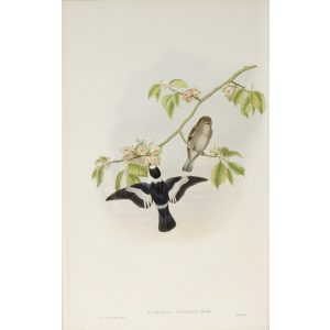 White-collared Flycatcher Plate 018 by John Gould – Birds of Great Britain Volume 2, the Insessores. Museum quality giclee print. Facsimile Giclee