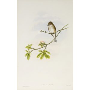 Spotted Flycatcher Plate 019 by John Gould – Birds of Great Britain Volume 2, the Insessores. Museum quality giclee print. Facsimile Giclee
