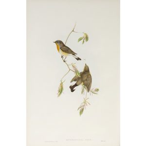 Red-breasted Flycatcher Plate 020 by John Gould – Birds of Great Britain Volume 2, the Insessores. Museum quality giclee print. Facsimile Giclee