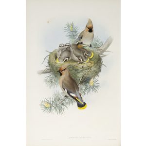 Waxen Chatterer Plate 021 by John Gould – Birds of Great Britain Volume 2, the Insessores. Museum quality giclee print. Facsimile Giclee
