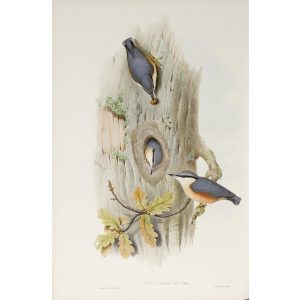 Nutbatch Plate 022 by John Gould – Birds of Great Britain Volume 2, the Insessores. Museum quality giclee print. Facsimile Giclee
