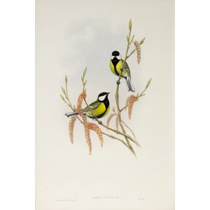 Great Tit Plate 023 by John Gould – Birds of Great Britain Volume 2, the Insessores. Museum quality giclee print. Facsimile Giclee