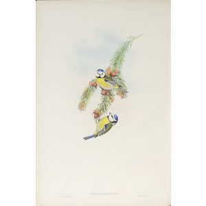 Blue Tit Plate 024 by John Gould – Birds of Great Britain Volume 2, the Insessores. Museum quality giclee print. Facsimile Giclee