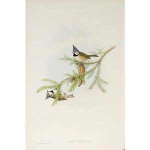 Crested Tit Plate 026 by John Gould – Birds of Great Britain Volume 2, the Insessores. Museum quality giclee print. Facsimile Giclee
