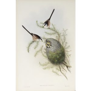 Long-tailed Tit Plate 028 by John Gould – Birds of Great Britain Volume 2, the Insessores. Museum quality giclee print. Facsimile Giclee