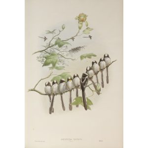 Long-tailed Tit Young Plate 029 by John Gould – Birds of Great Britain Volume 2, the Insessores. Museum quality giclee print. Facsimile Giclee