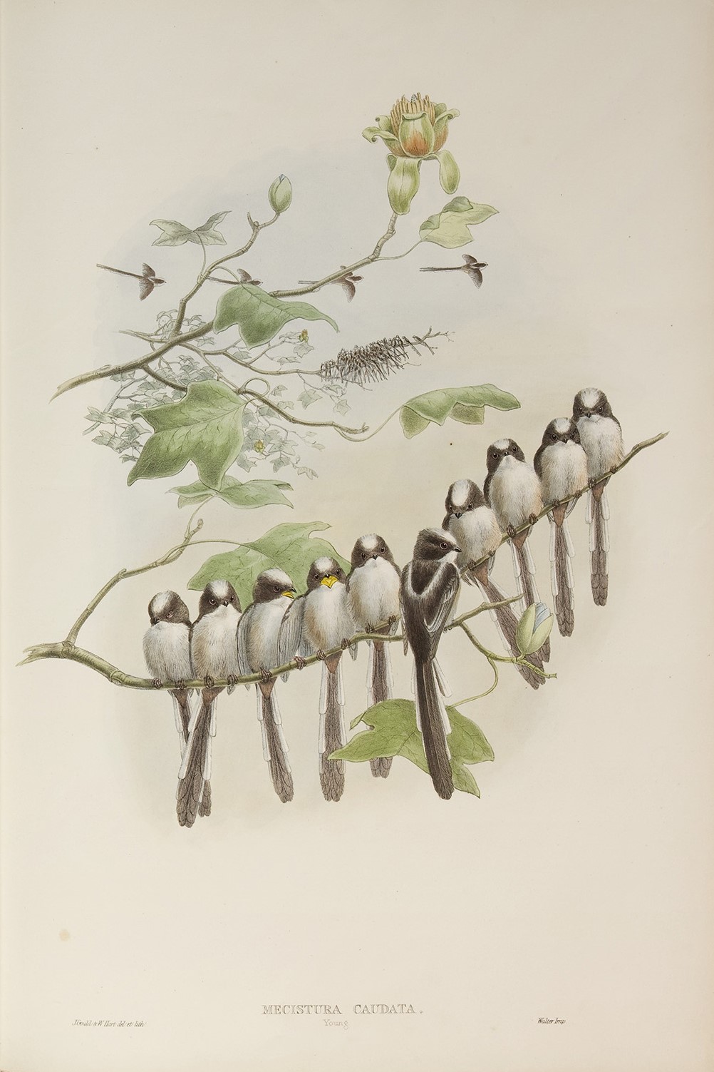 Long-tailed Tit Young Plate 029 by John Gould – Birds of Great Britain Volume 2, the Insessores. Museum quality giclee print. Facsimile Giclee