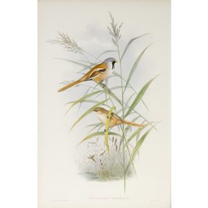 Bearded Tit Plate 030 by John Gould – Birds of Great Britain Volume 2, the Insessores. Museum quality giclee print. Facsimile Giclee