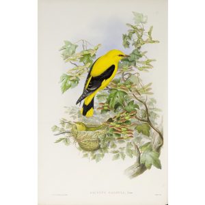 Golden Oriole Plate 031 by John Gould – Birds of Great Britain Volume 2, the Insessores. Museum quality giclee print. Facsimile Giclee