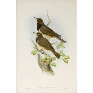 Black-throated Thrush Plate 036 by John Gould – Birds of Great Britain Volume 2, the Insessores. Museum quality giclee print. Facsimile Giclee