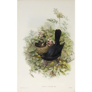 Blackbird Plate 037 by John Gould – Birds of Great Britain Volume 2, the Insessores. Museum quality giclee print. Facsimile Giclee