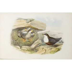 Water-Ouzel or Dipper Plate 041 by John Gould – Birds of Great Britain Volume 2, the Insessores. Museum quality giclee print. Facsimile Giclee