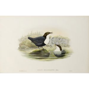 Black-bellied Water-Ouzel Plate 042 by John Gould – Birds of Great Britain Volume 2, the Insessores. Museum quality giclee print. Facsimile Giclee