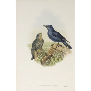 Blue Rock-Thrush Plate 044 by John Gould – Birds of Great Britain Volume 2, the Insessores. Museum quality giclee print. Facsimile Giclee