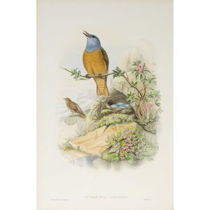 Rock-Thrush Plate 044 by John Gould – Birds of Great Britain Volume 2, the Insessores. Museum quality giclee print. Facsimile Giclee