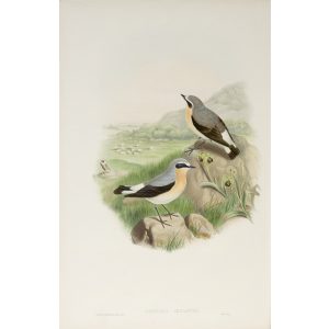 Wheatear Plate 045 by John Gould – Birds of Great Britain Volume 2, the Insessores. Museum quality giclee print. Facsimile Giclee