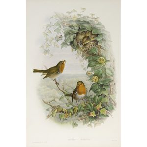 Robin or Redbreast Plate 048 by John Gould – Birds of Great Britain Volume 2, the Insessores. Museum quality giclee print. Facsimile Giclee