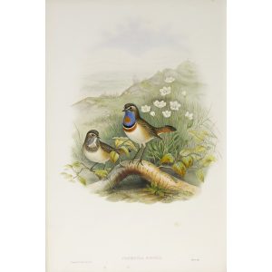 Red-throated Bluebreast Plate 049 by John Gould – Birds of Great Britain Volume 2, the Insessores. Museum quality giclee print. Facsimile Giclee