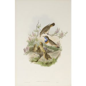 White-throated Bluebreast Plate 050 by John Gould – Birds of Great Britain Volume 2, the Insessores. Museum quality giclee print. Facsimile Giclee