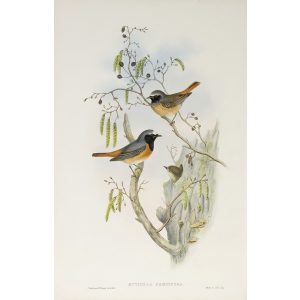 Redstart Plate 051 by John Gould – Birds of Great Britain Volume 2, the Insessores. Museum quality giclee print. Facsimile Giclee