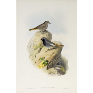 Black Redstart Plate 052 by John Gould – Birds of Great Britain Volume 2, the Insessores. Museum quality giclee print. Facsimile Giclee