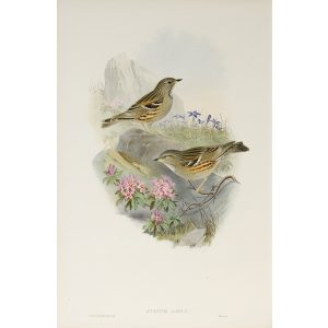 Alpine Accentor Plate 054 by John Gould – Birds of Great Britain Volume 2, the Insessores. Museum quality giclee print. Facsimile Giclee