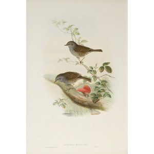 Hedge-Accentor or Hedge-Sparrow Plate 055 by John Gould – Birds of Great Britain Volume 2, the Insessores. Museum quality giclee print. Facsimile Giclee